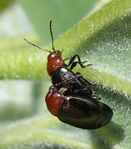 Réf. 182 469 : Podagrica sp.